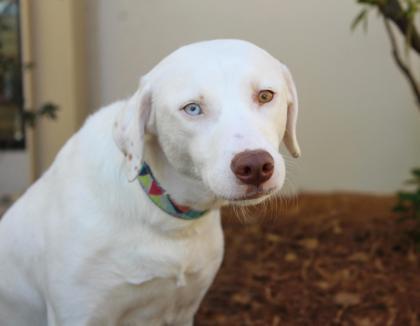 Enlarge Blue Lemonade, a Adoptable mixed breed in Brunswick, GA image 1/3