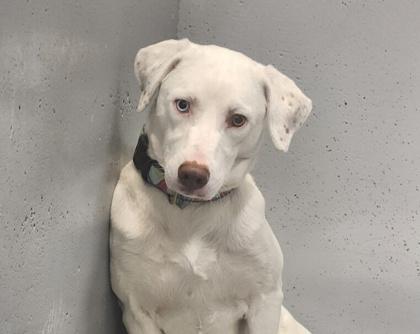 Enlarge Blue Lemonade, a Adoptable mixed breed in Brunswick, GA image 2/3