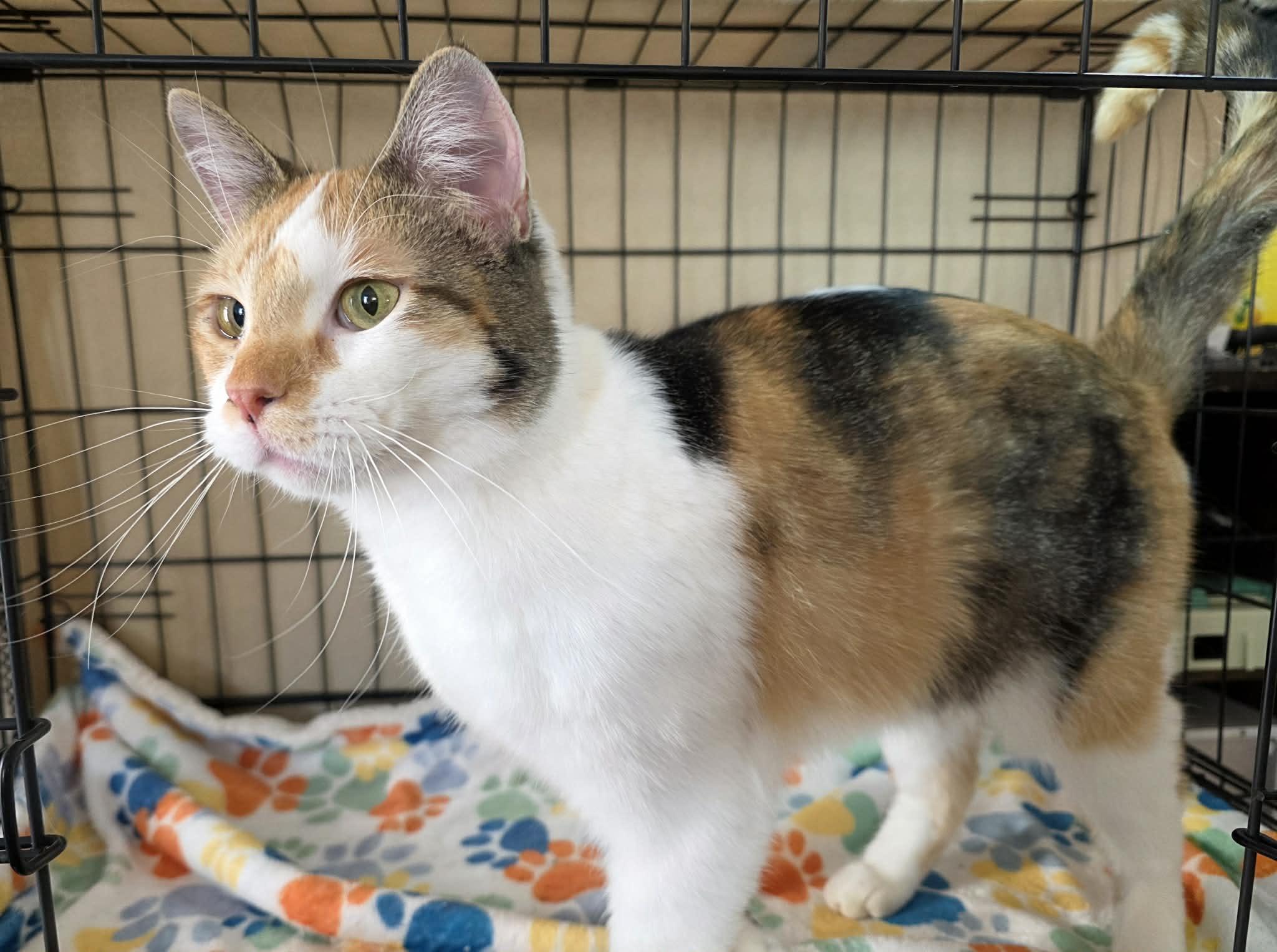 Enlarge Mimi, an adopted Domestic Short Hair in Price, UT image 1/3