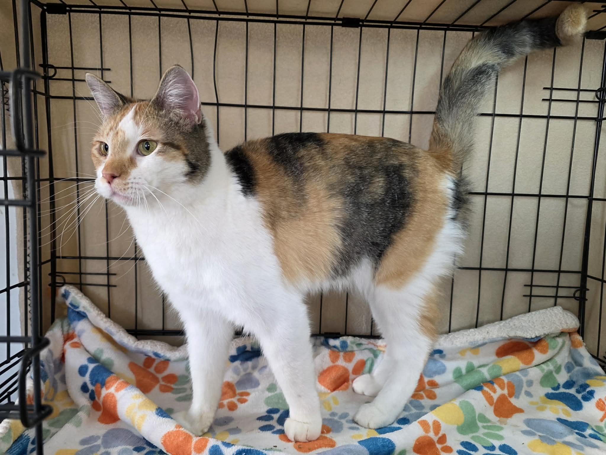 Enlarge Mimi, an adopted Domestic Short Hair in Price, UT image 2/3