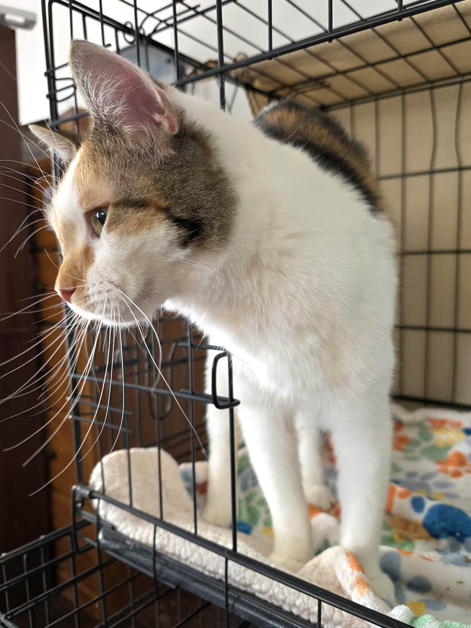 Enlarge Mimi, an adopted Domestic Short Hair in Price, UT image 3/3