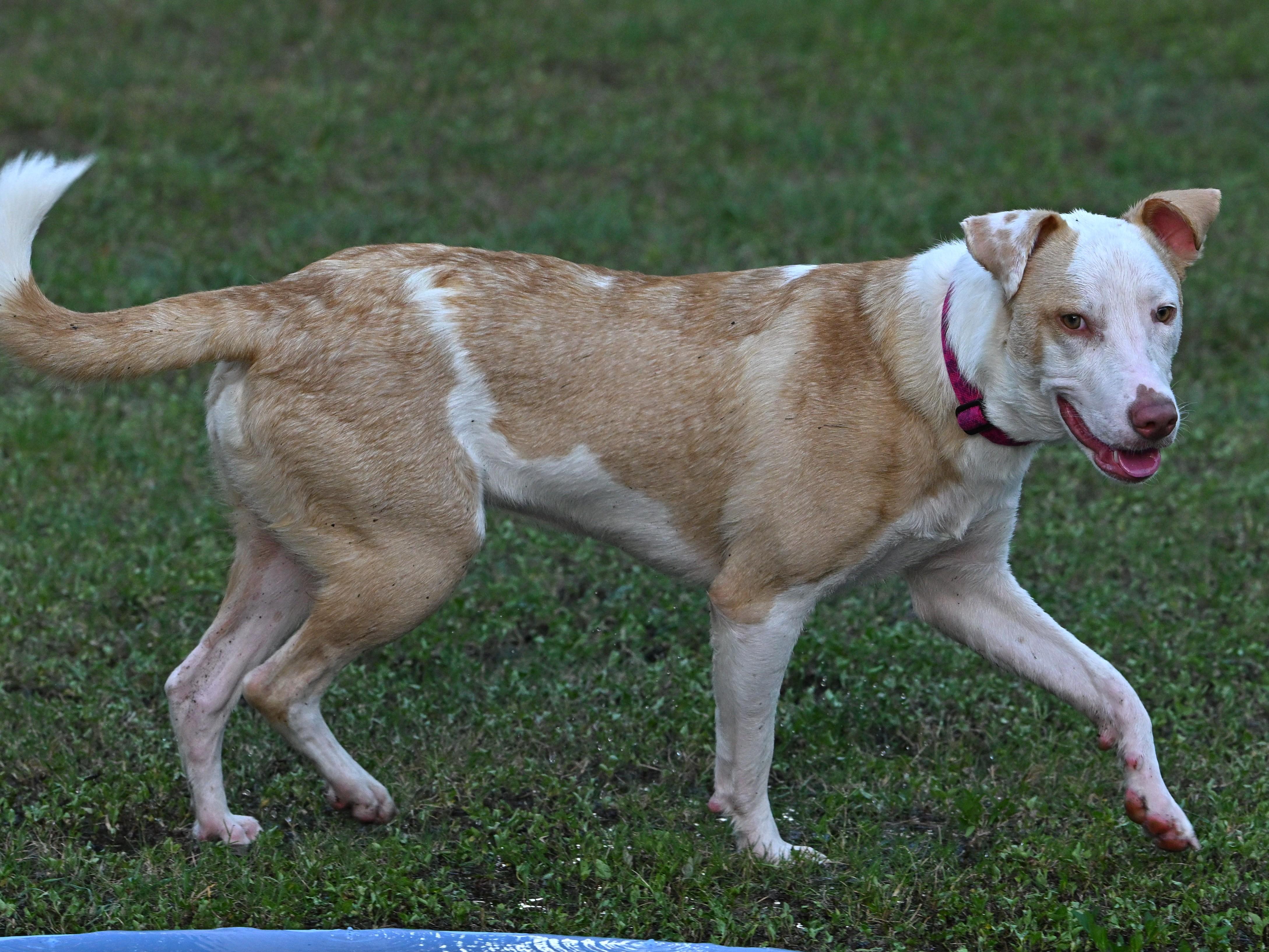 Enlarge Marigold, a Adoptable mixed breed in Grand Rapids, MI image 4/6