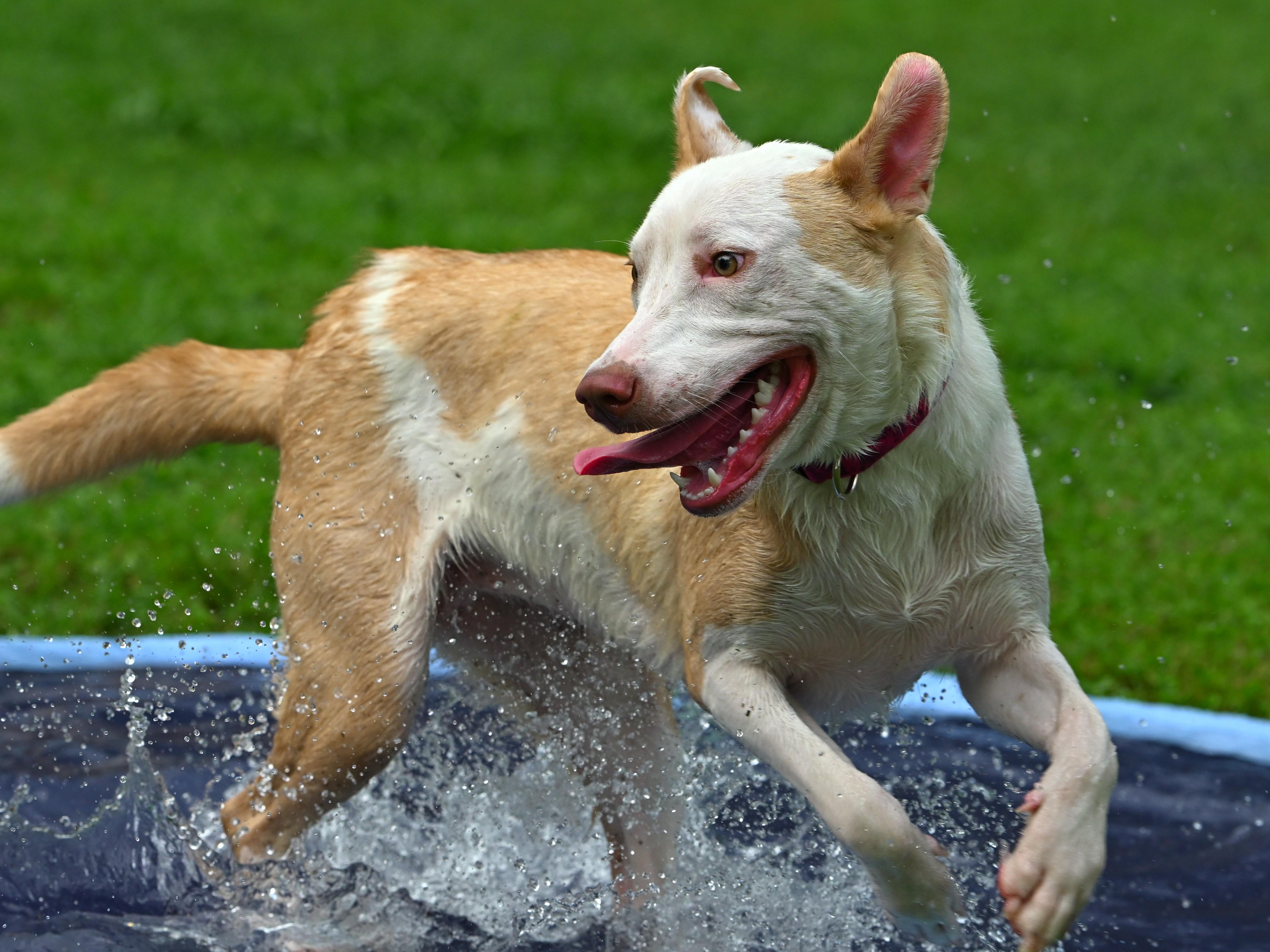 Enlarge Marigold, a Adoptable mixed breed in Grand Rapids, MI image 2/6