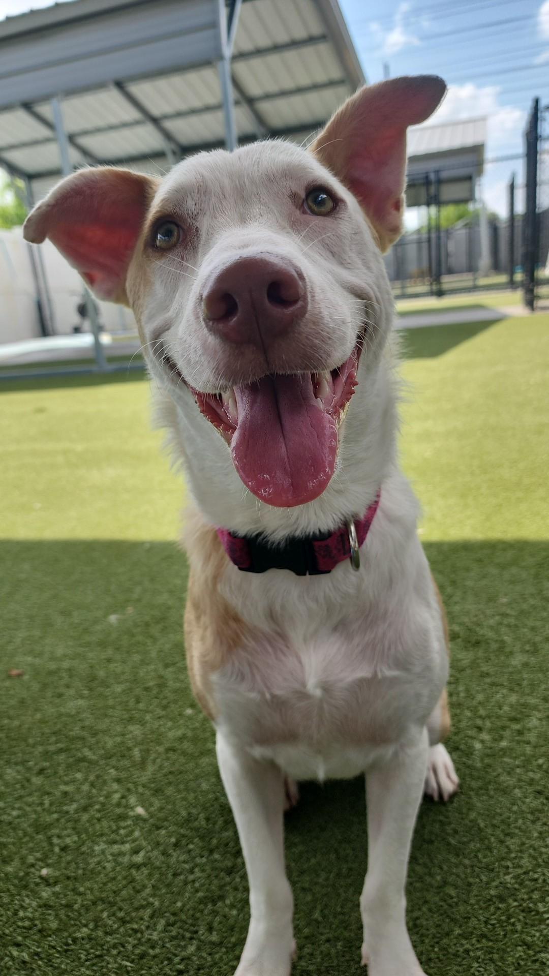 Enlarge Marigold, a Adoptable mixed breed in Grand Rapids, MI image 3/6