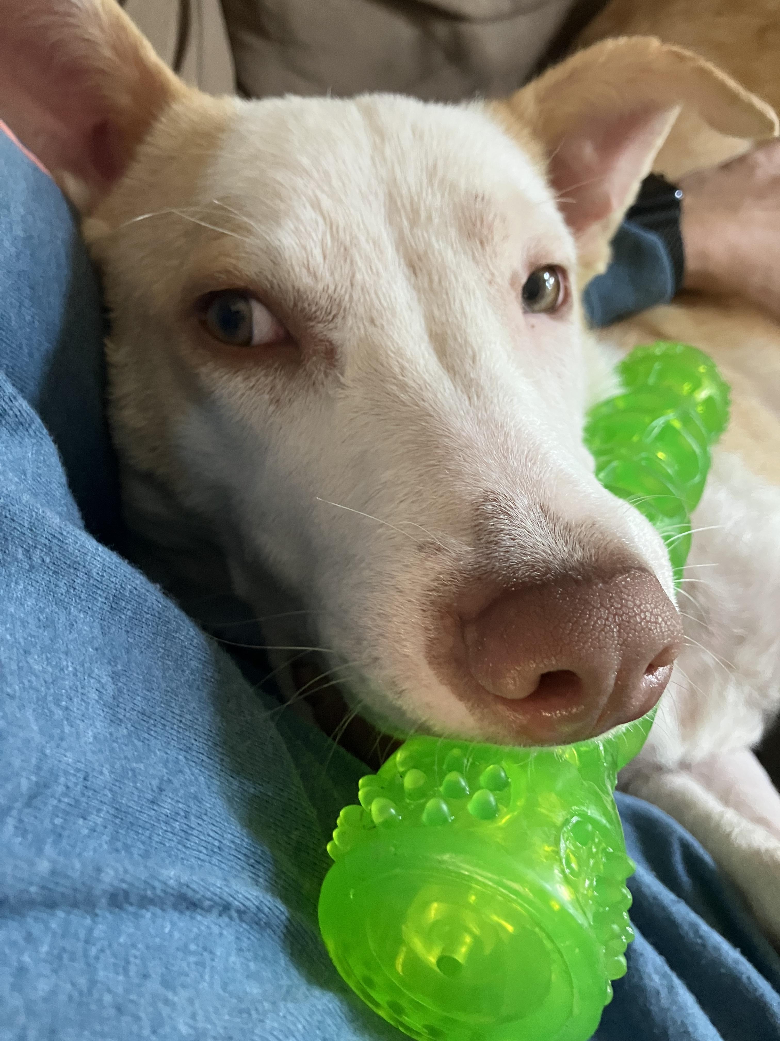 Enlarge Marigold, a Adoptable mixed breed in Grand Rapids, MI image 5/6