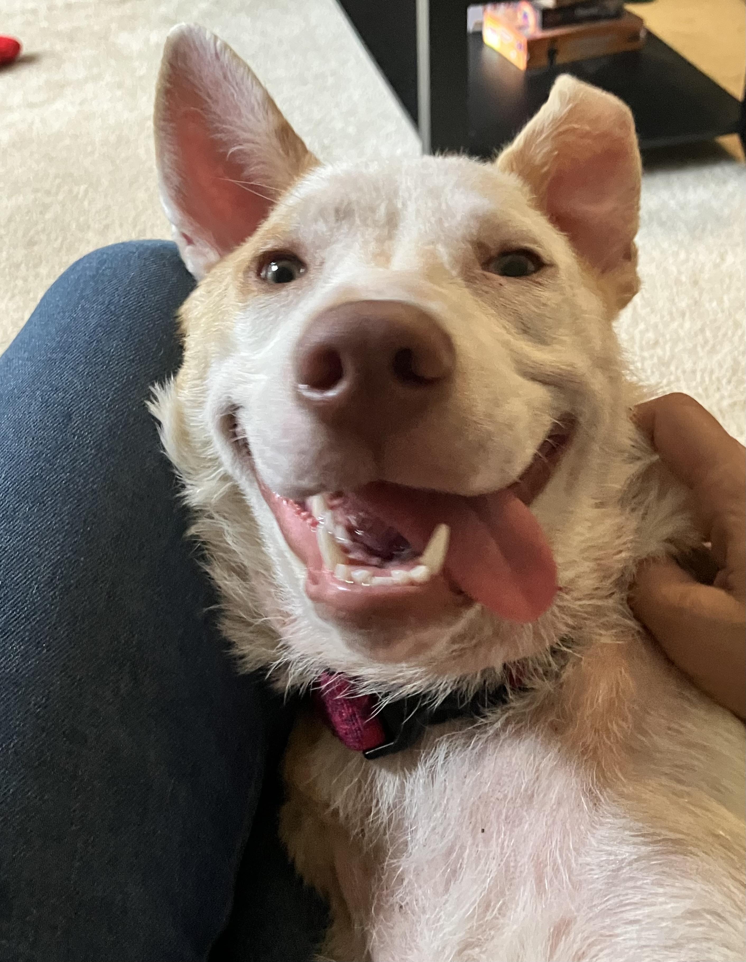 Marigold, Adoptable, Young Female Australian Cattle Dog / Blue Heeler.