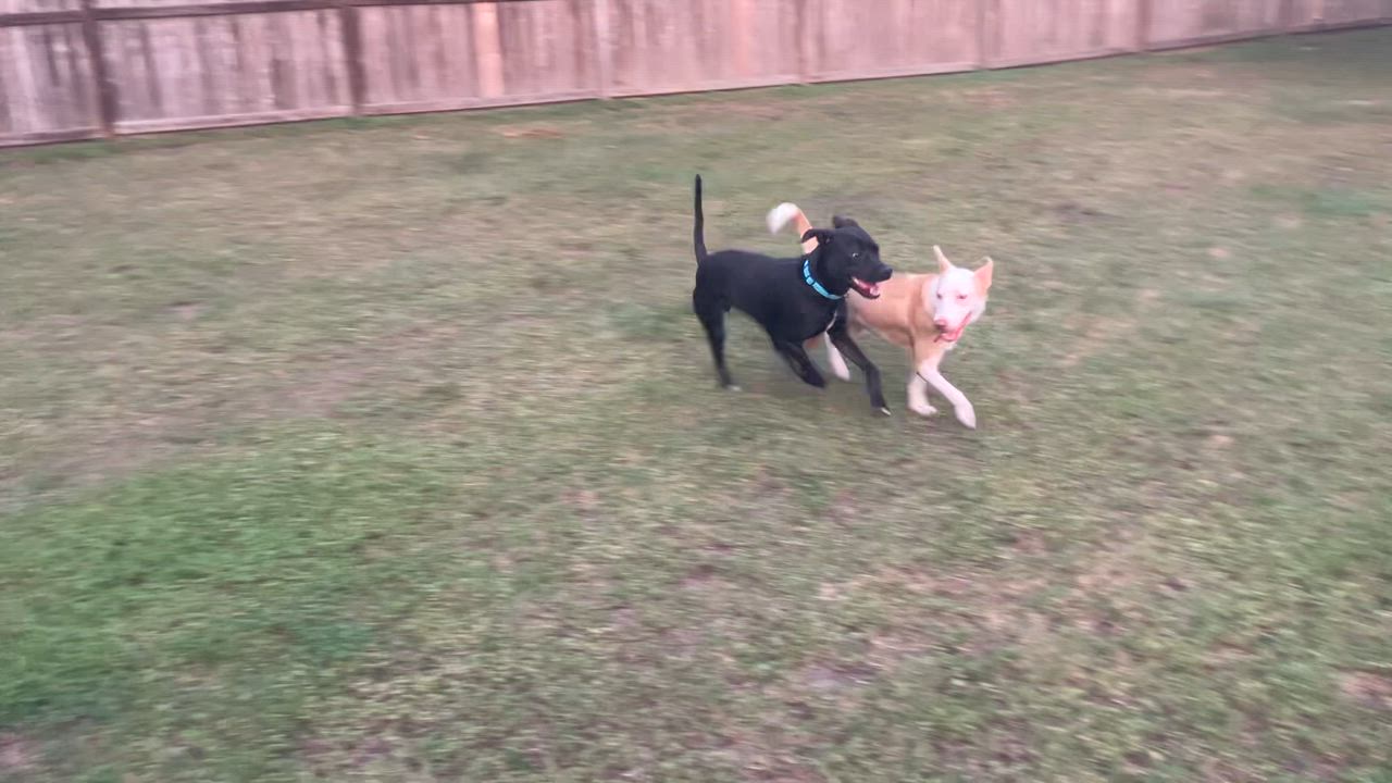 Enlarge Marigold, a Adoptable mixed breed in Grand Rapids, MI video 6/6