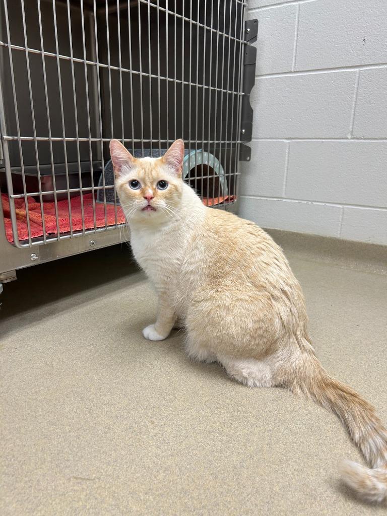 Stewart & Sullivan, a Adoptable mixed breed in Battle Creek, MI image 4/4