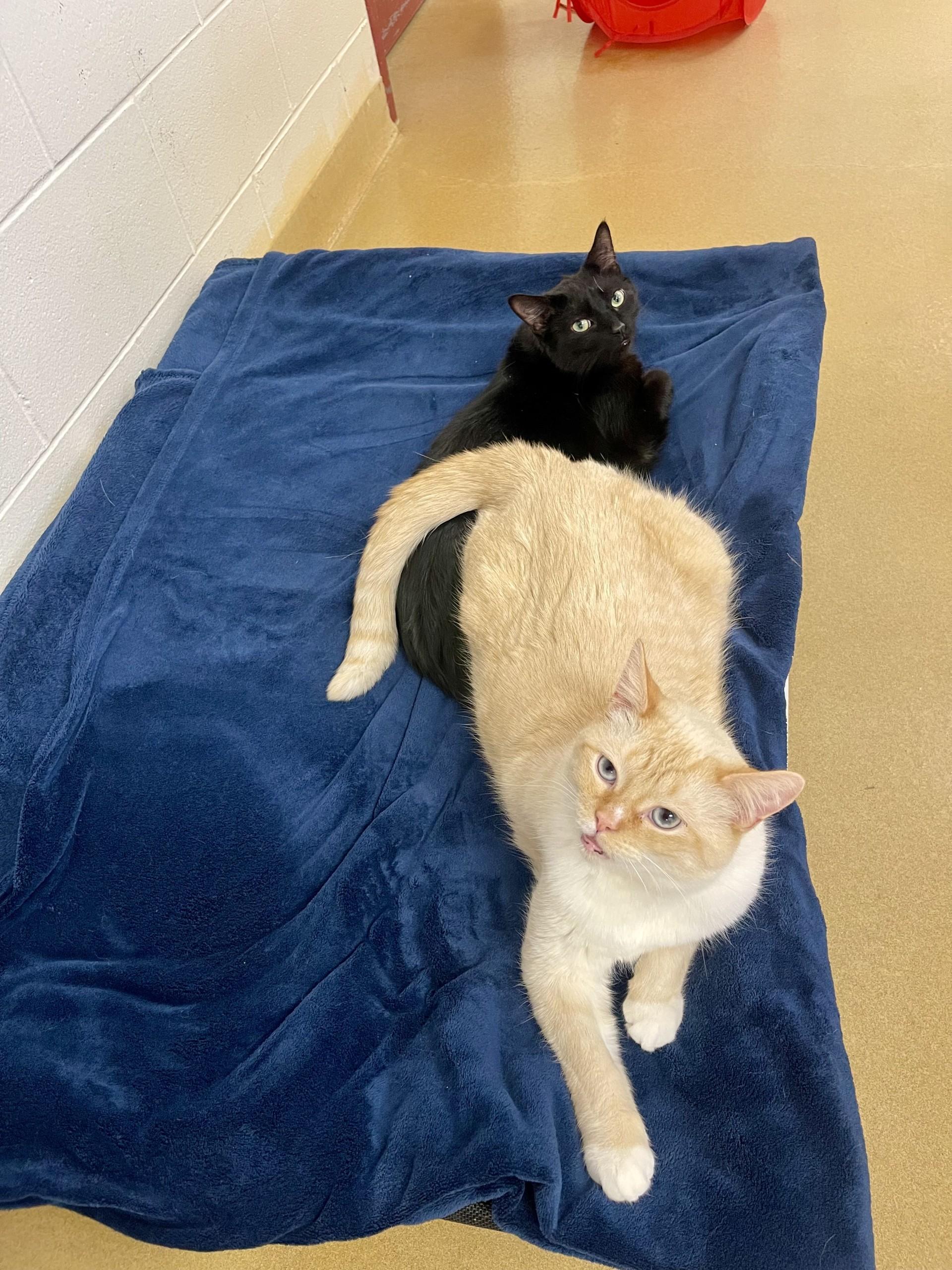 Stewart & Sullivan, a Adoptable mixed breed in Battle Creek, MI image 2/4