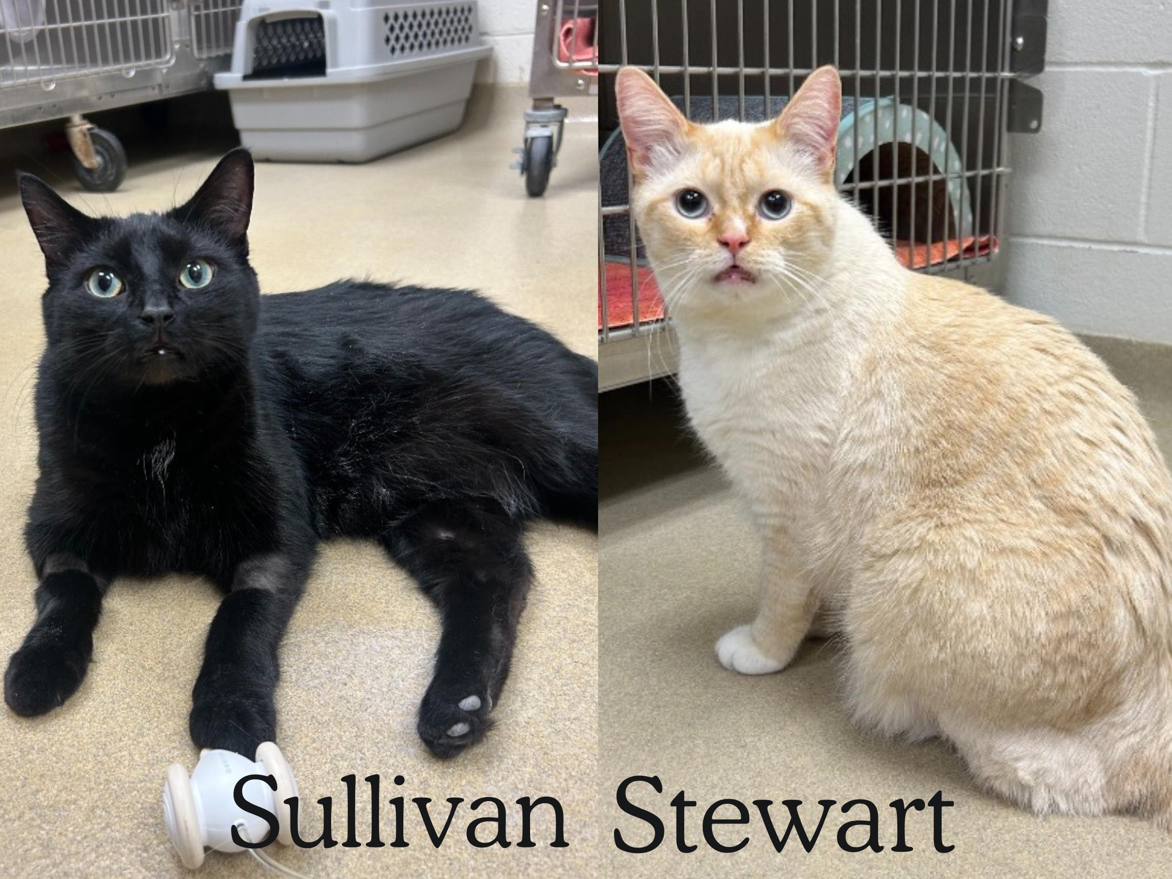 Stewart & Sullivan, Adoptable, Adult Male Domestic Medium Hair.
