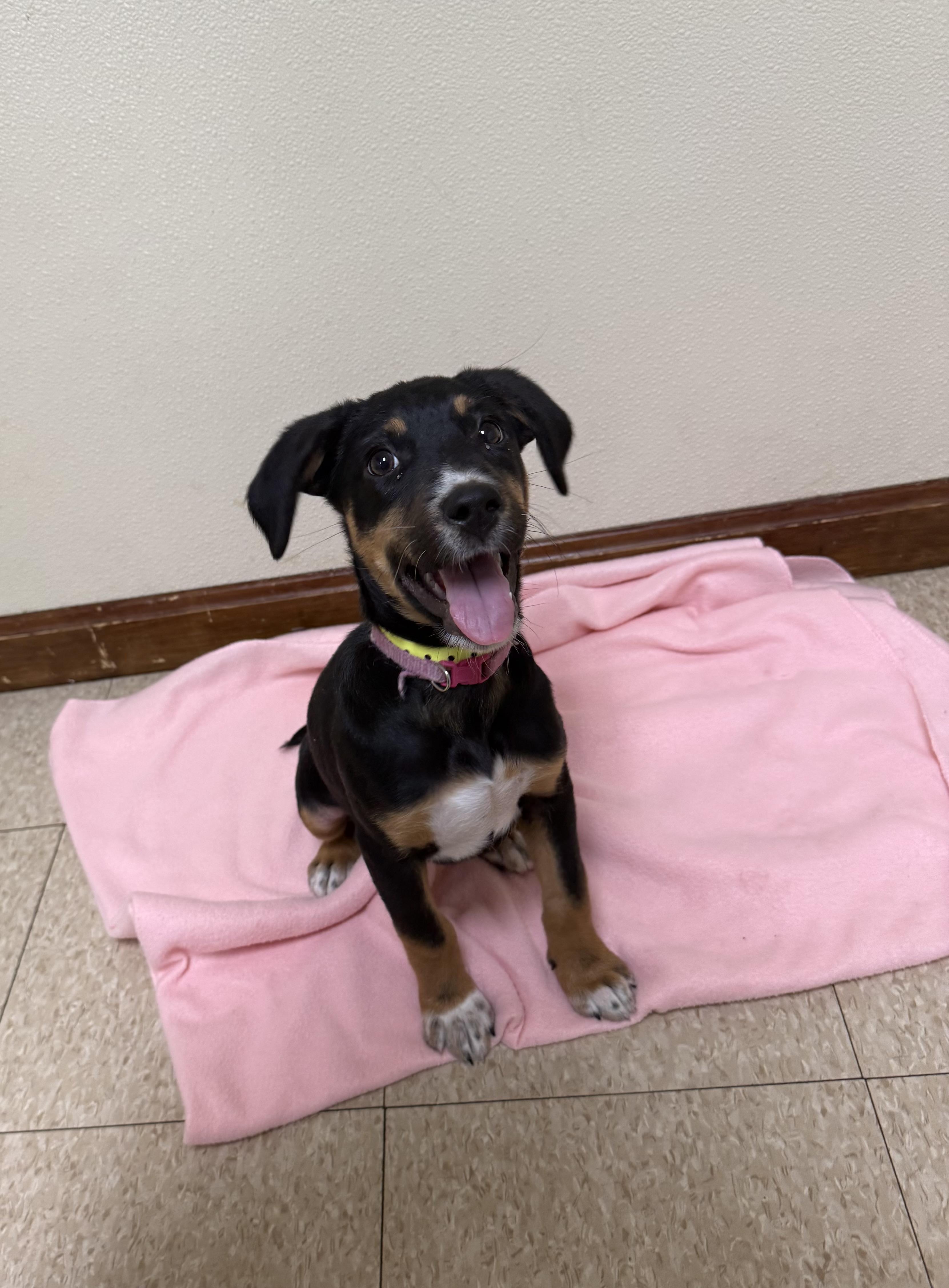 Enlarge Sally , a ADOPTABLE mixed breed in Douglas, MA image 2/4