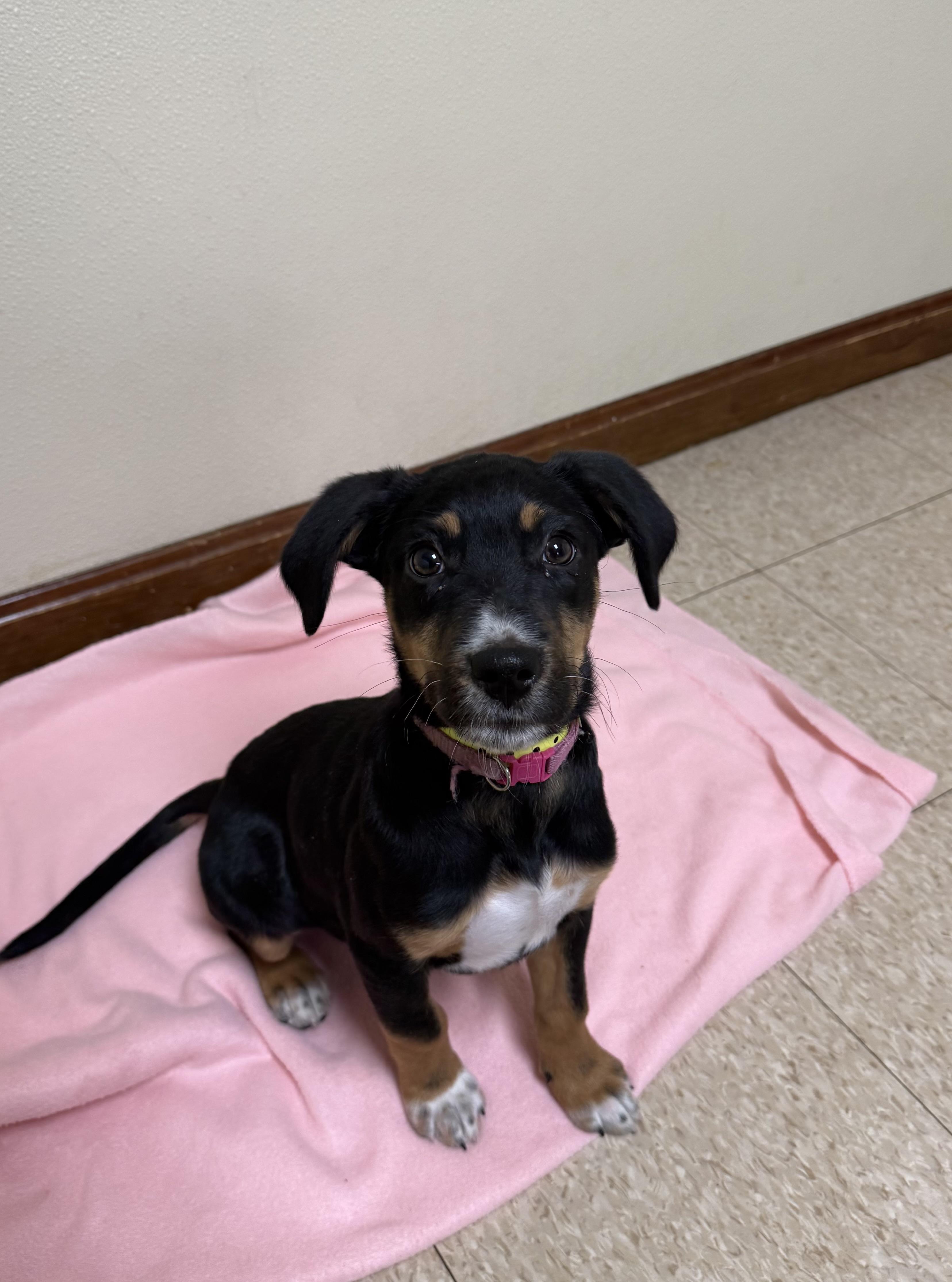 Enlarge Sally , a ADOPTABLE mixed breed in Douglas, MA image 3/4