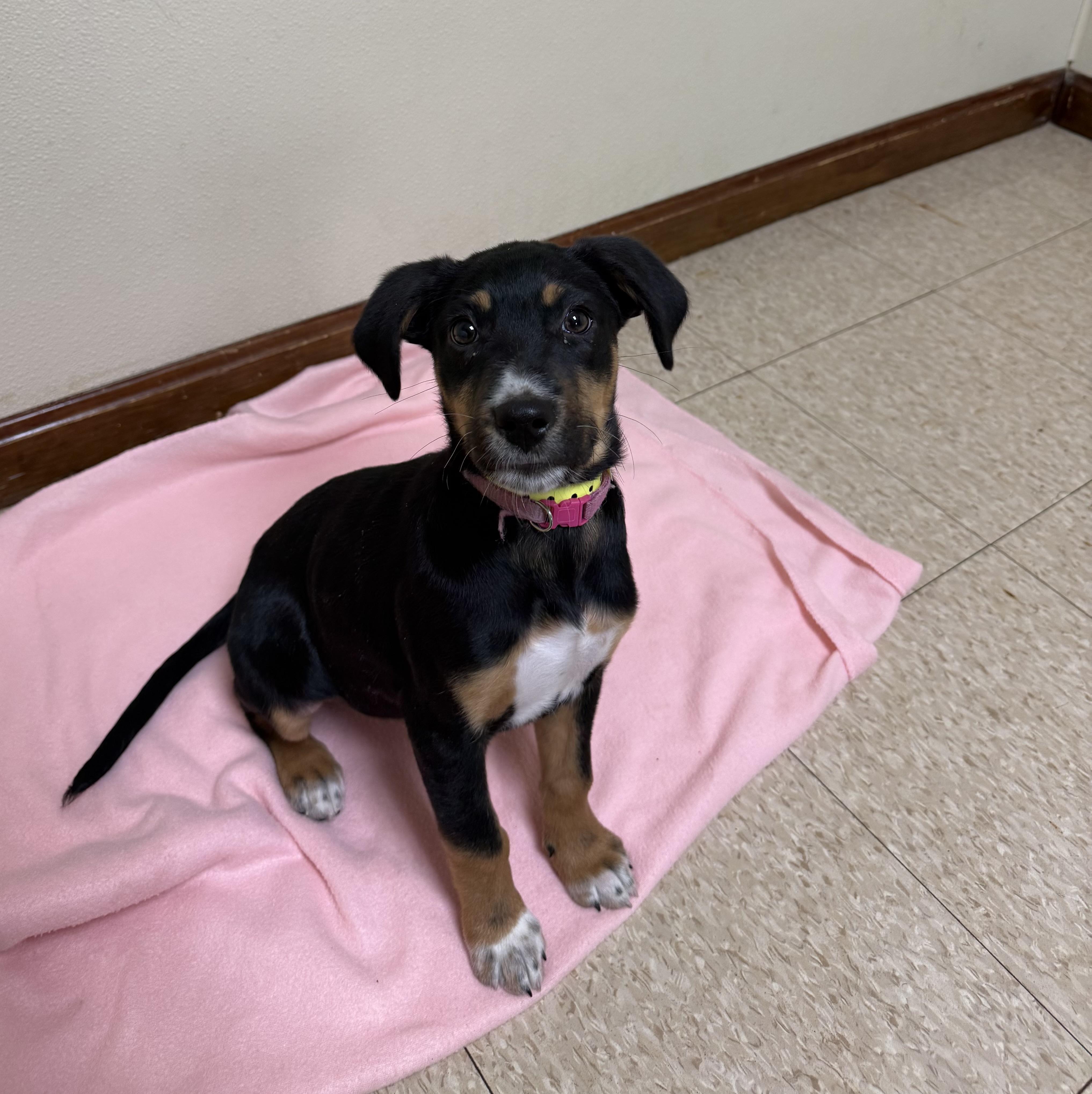 Enlarge Sally , a ADOPTABLE mixed breed in Douglas, MA image 4/4