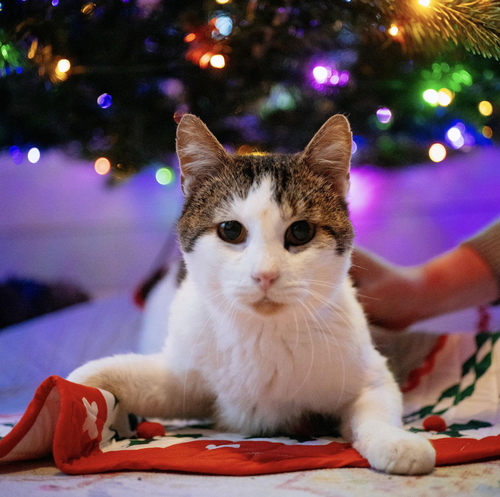 Guinefort, Adoptable, Adult Male Domestic Short Hair.