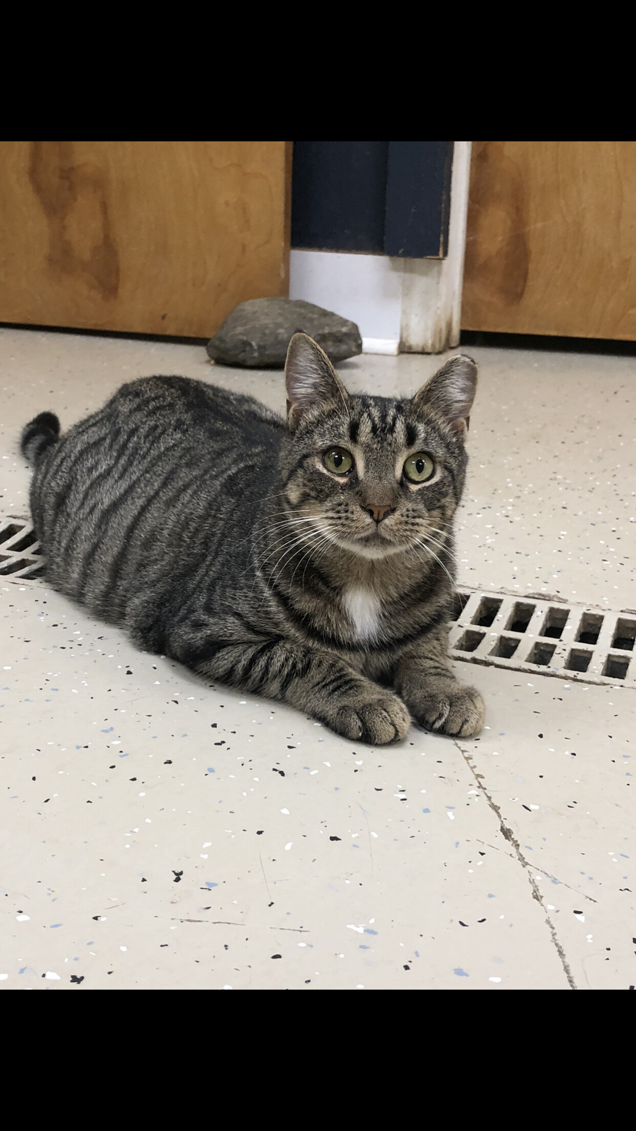 Enlarge Winter, a Adoptable Domestic Short Hair in Gouldsboro, PA image 1/4