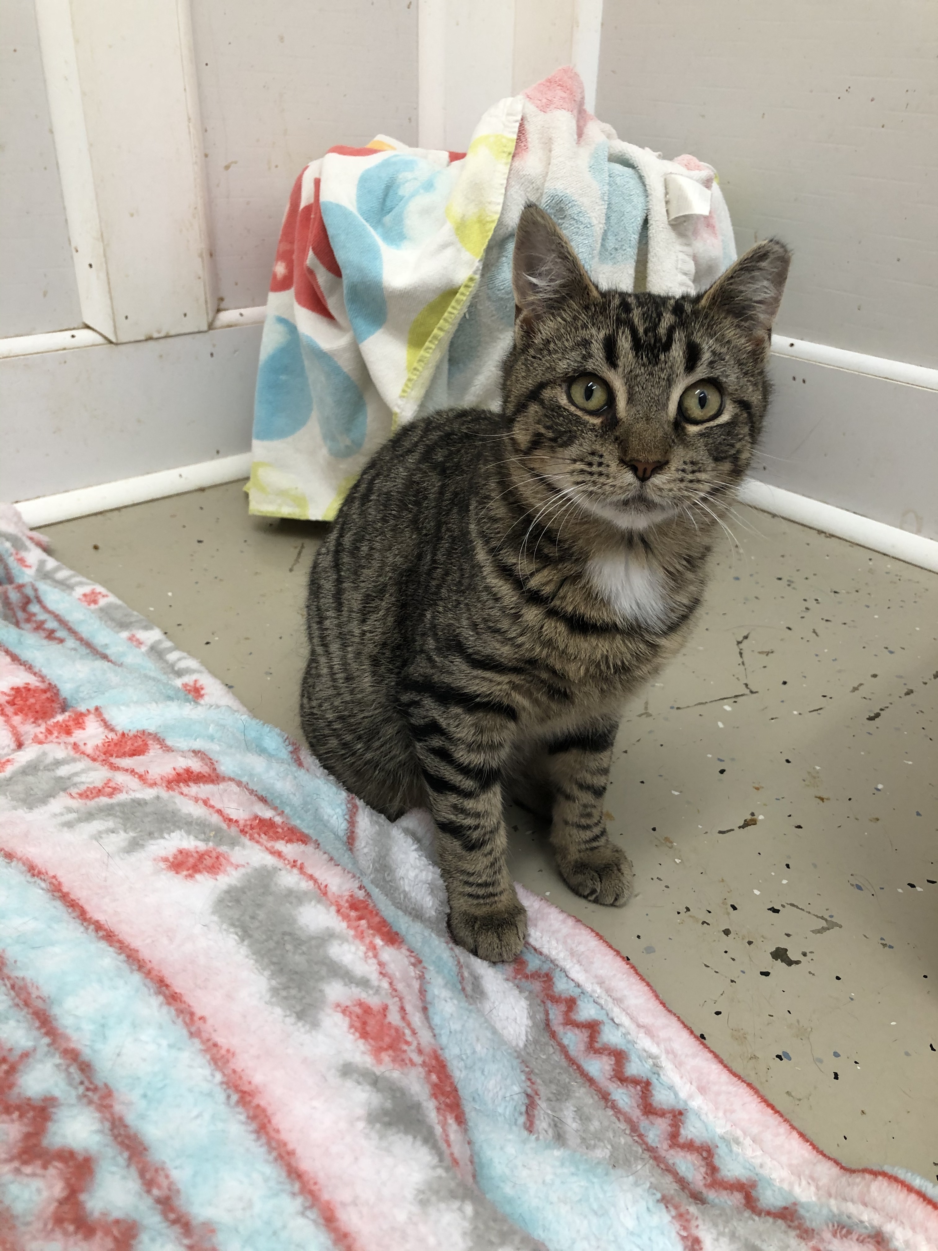 Enlarge Winter, a Adoptable Domestic Short Hair in Gouldsboro, PA image 2/4