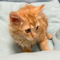Goldfish, adopted, Kitten Female Tabby.