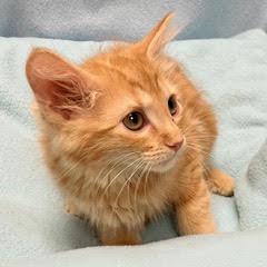 Goldfish, an adopted Tabby in Green Valley, AZ image 2/2