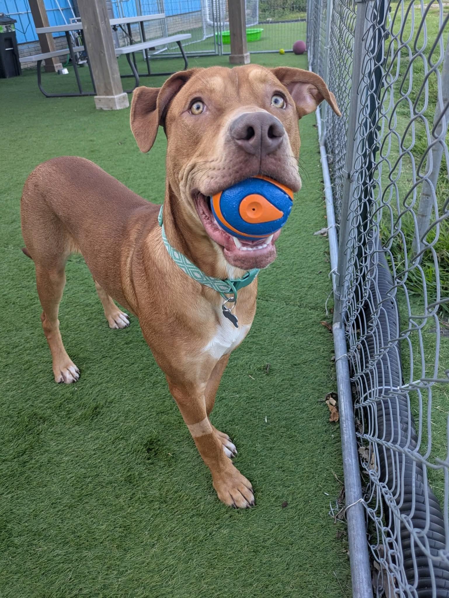 Enlarge Lucky, a Adoptable Mixed Breed in Cedar Rapids, IA image 6/6