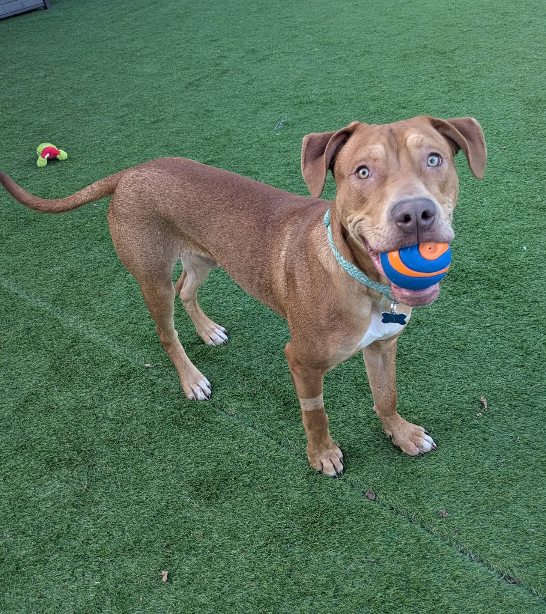 Enlarge Lucky, a Adoptable Mixed Breed in Cedar Rapids, IA image 1/6