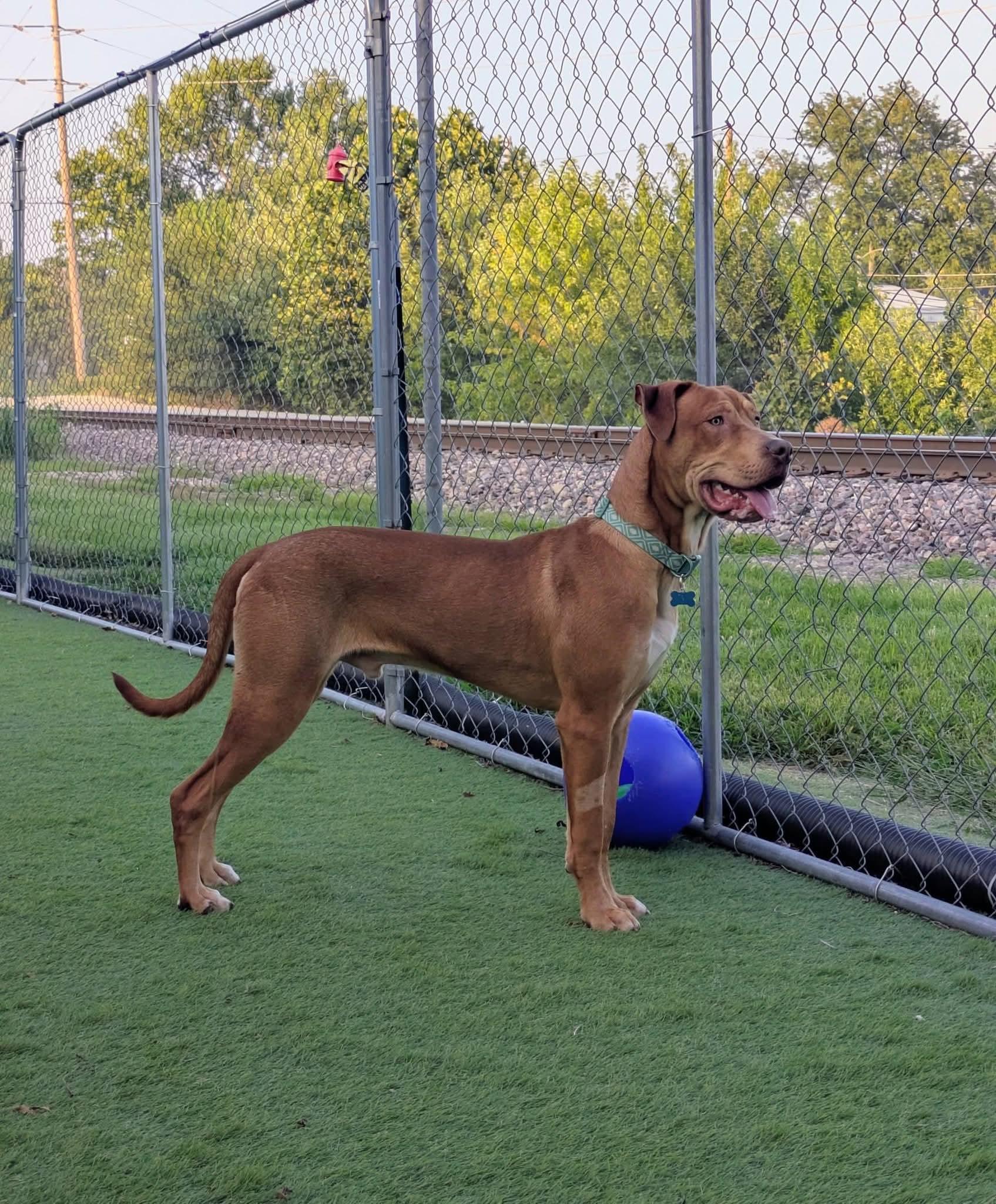 Enlarge Lucky, a Adoptable Mixed Breed in Cedar Rapids, IA image 5/6