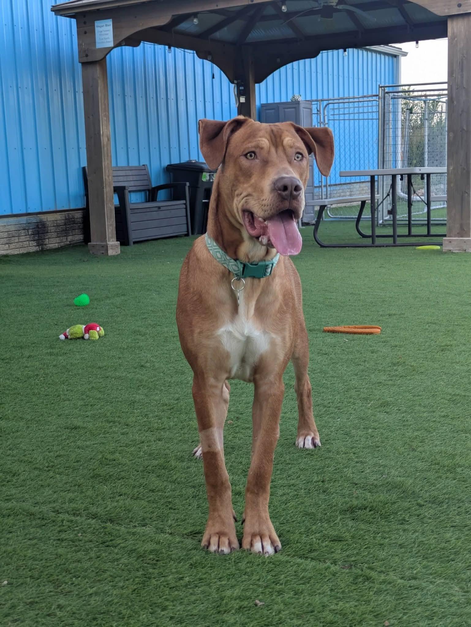 Enlarge Lucky, a Adoptable Mixed Breed in Cedar Rapids, IA image 4/6