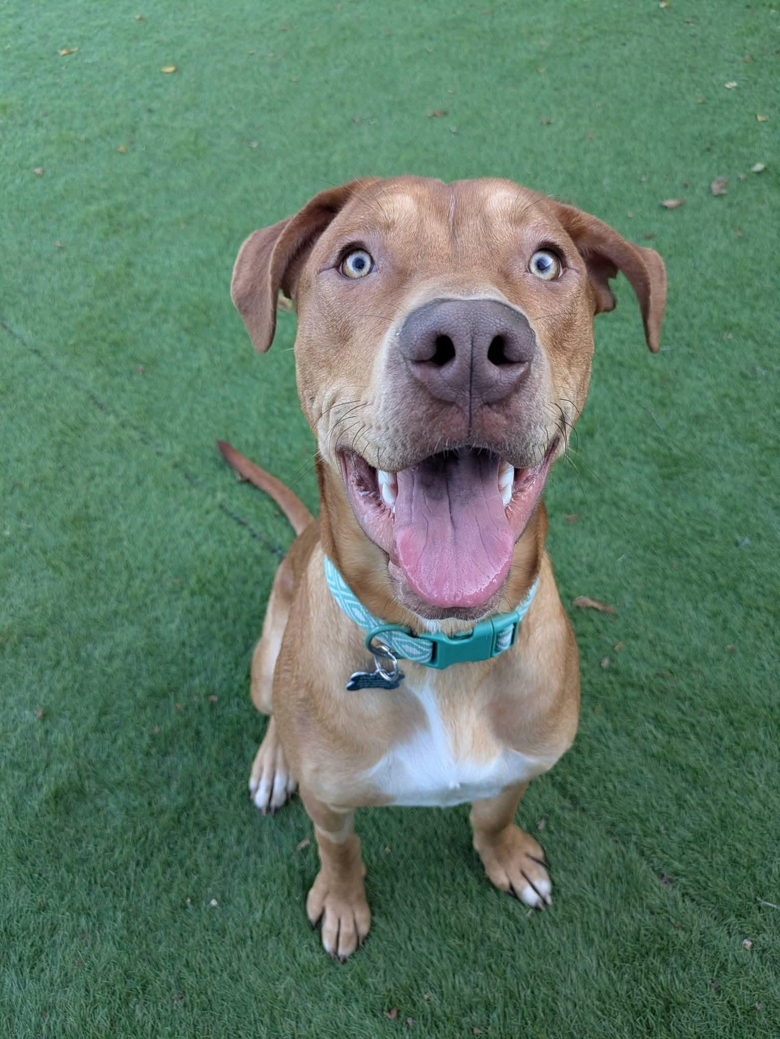 Enlarge Lucky, a Adoptable Mixed Breed in Cedar Rapids, IA image 2/6