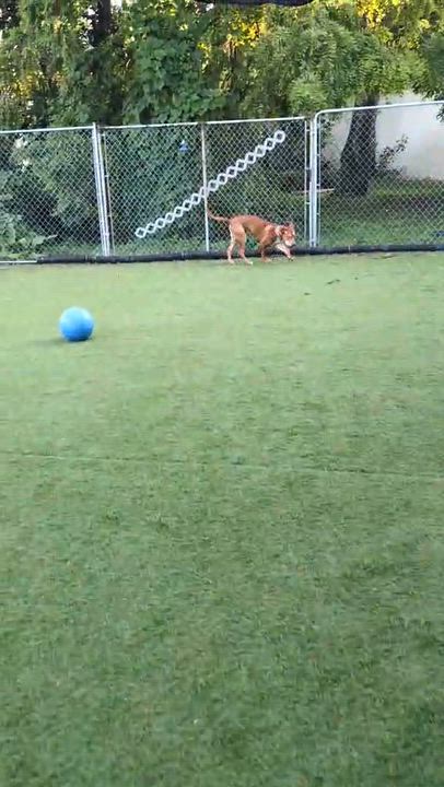 Enlarge Lucky, a Adoptable Mixed Breed in Cedar Rapids, IA video 3/6