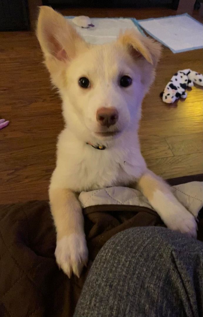 TEDDY, an adopted Mixed Breed in Grand Forks, ND_image-1