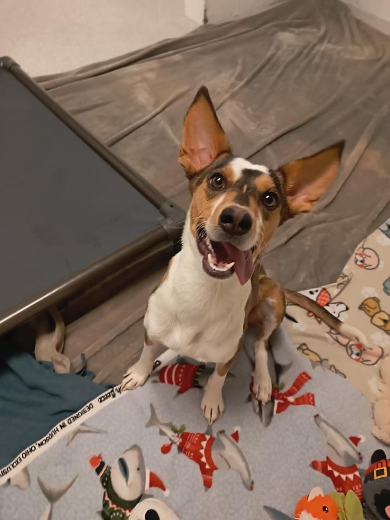 Angel, Adoptable, Young Female Basenji & Beagle.