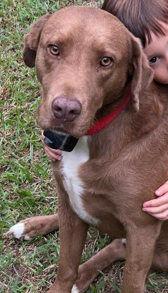 Enlarge Tucker, a Adoptable mixed breed in Chattanooga, TN image 2/3