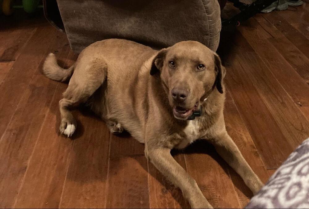 Enlarge Tucker, a Adoptable mixed breed in Chattanooga, TN image 3/3