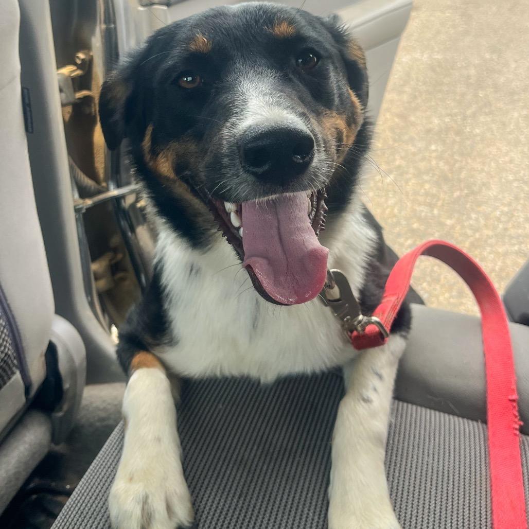 Ethel, Adoptable, Young Female Coonhound.