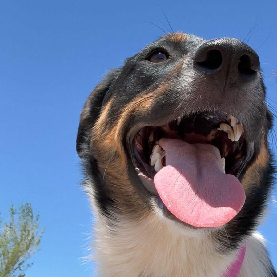 Ethel, a Adoptable Coonhound in Taos, NM image 1/2