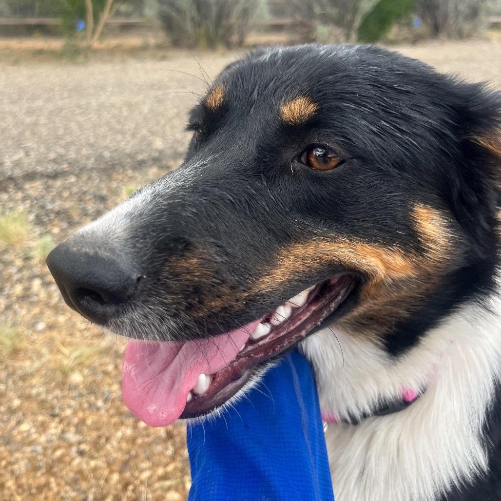 Enlarge Ethel, a Adoptable Coonhound in Taos, NM image 3/3