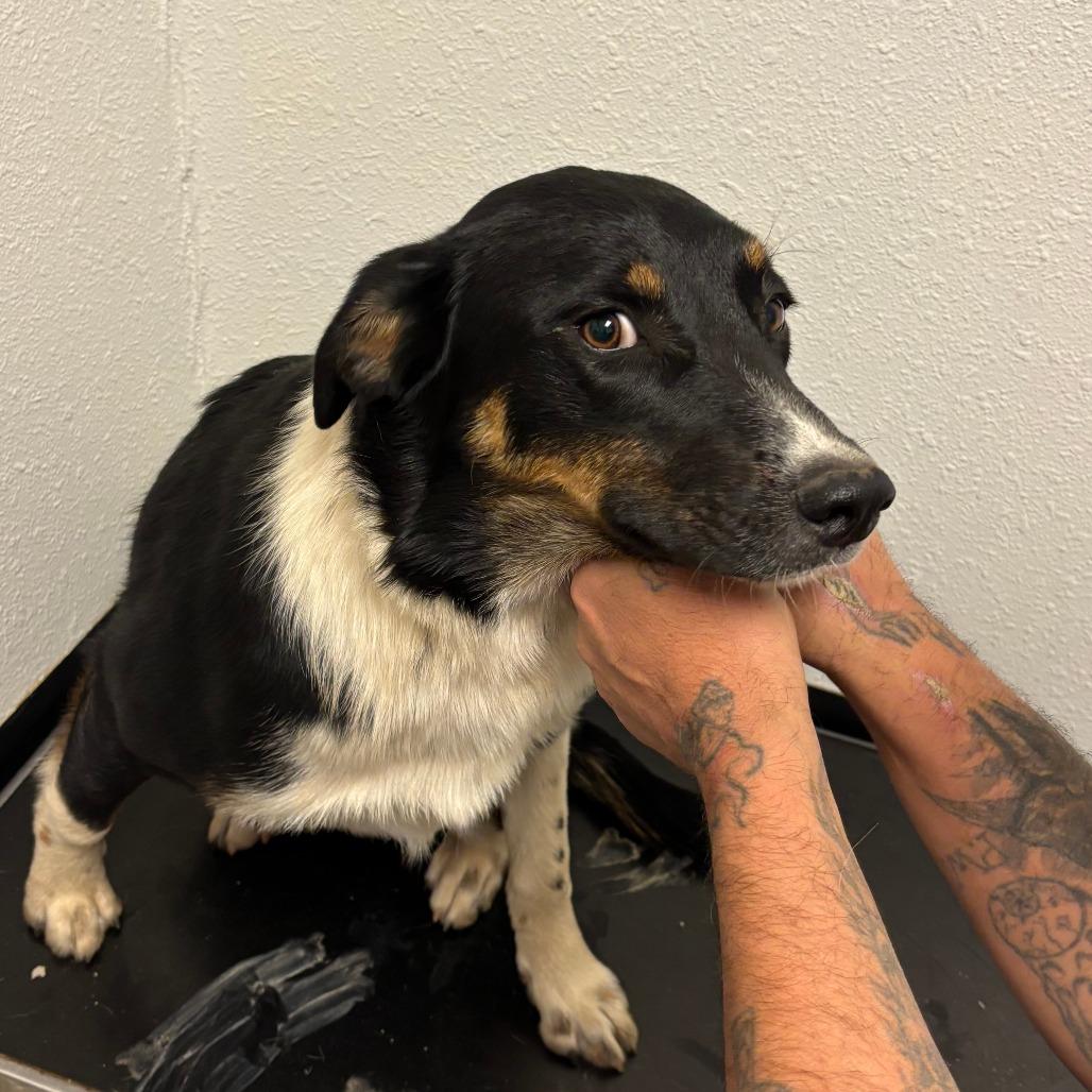 Ethel, Adoptable, Young Female Coonhound.