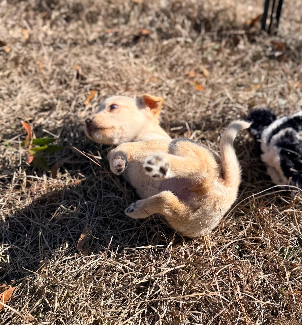 CHAOS — thumbnail 3