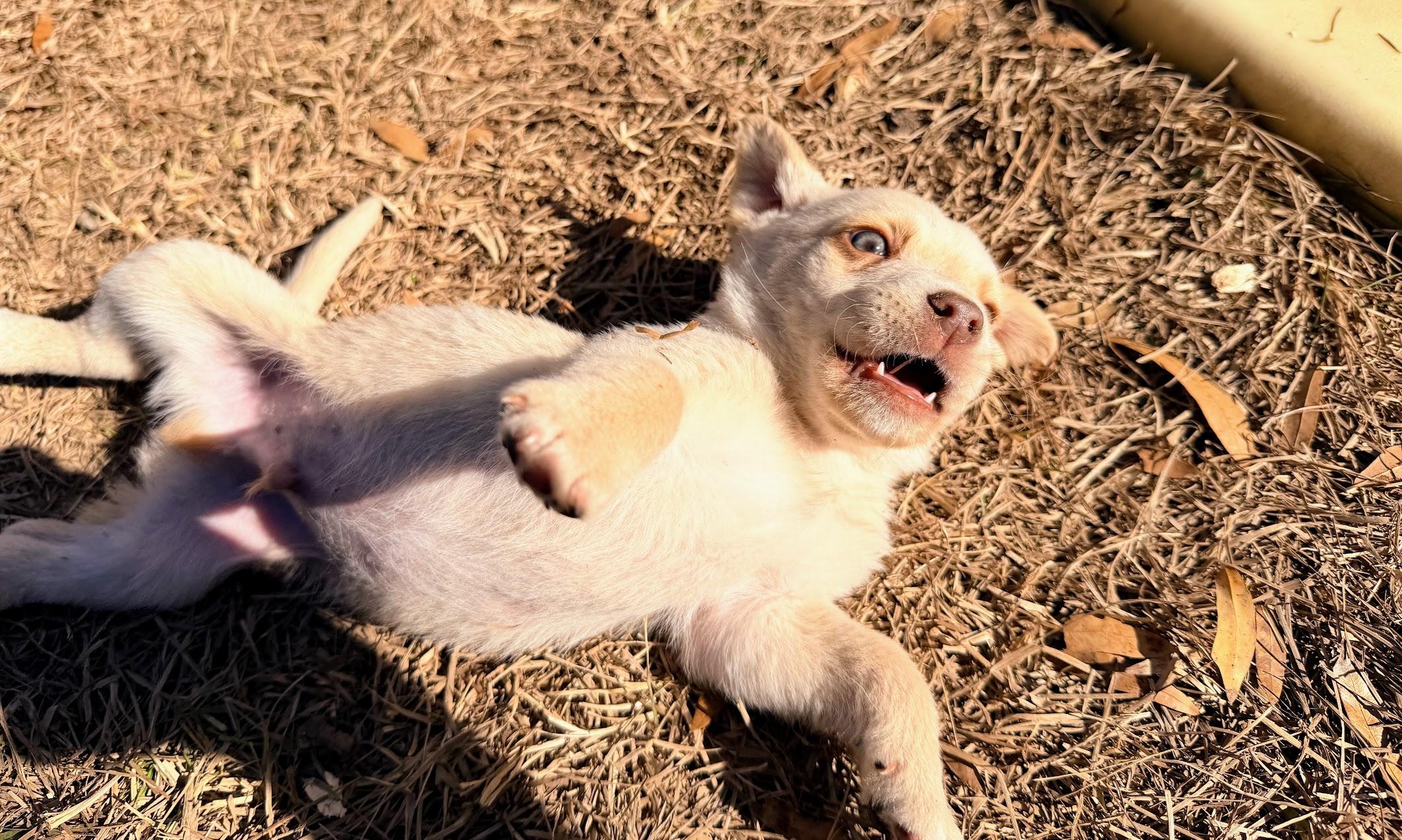 CHAOS — thumbnail 4