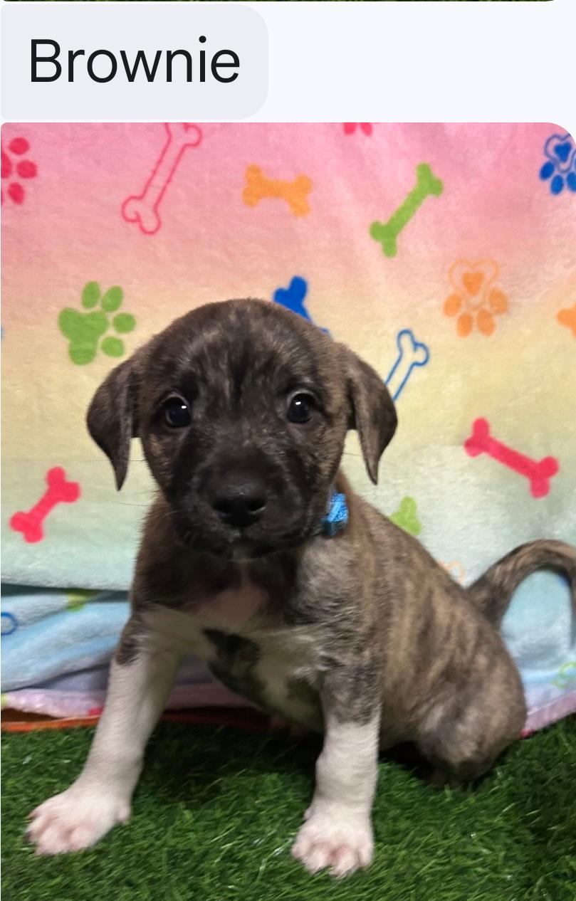 Sundae's Sprinkles- Brownie, Adoptable, Puppy Male American Staffordshire Terrier.