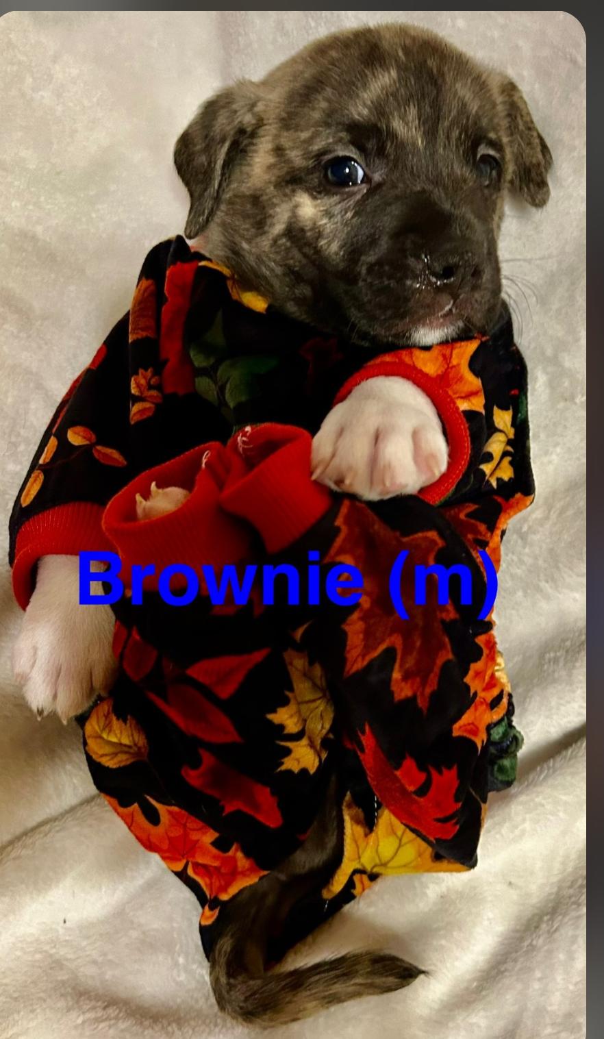 Enlarge Sundae's Sprinkles- Brownie, a Adoptable American Staffordshire Terrier in San Diego, CA image 2/3