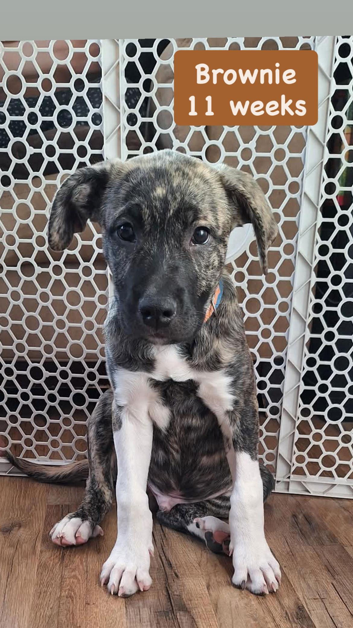 Enlarge Sundae's Sprinkles- Brownie, a Adoptable American Staffordshire Terrier in San Diego, CA image 3/3