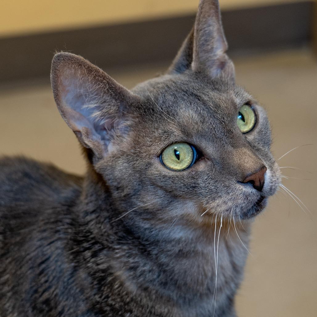 Enlarge Ashes, a Adoptable Domestic Short Hair in Baltimore, MD image 1/6