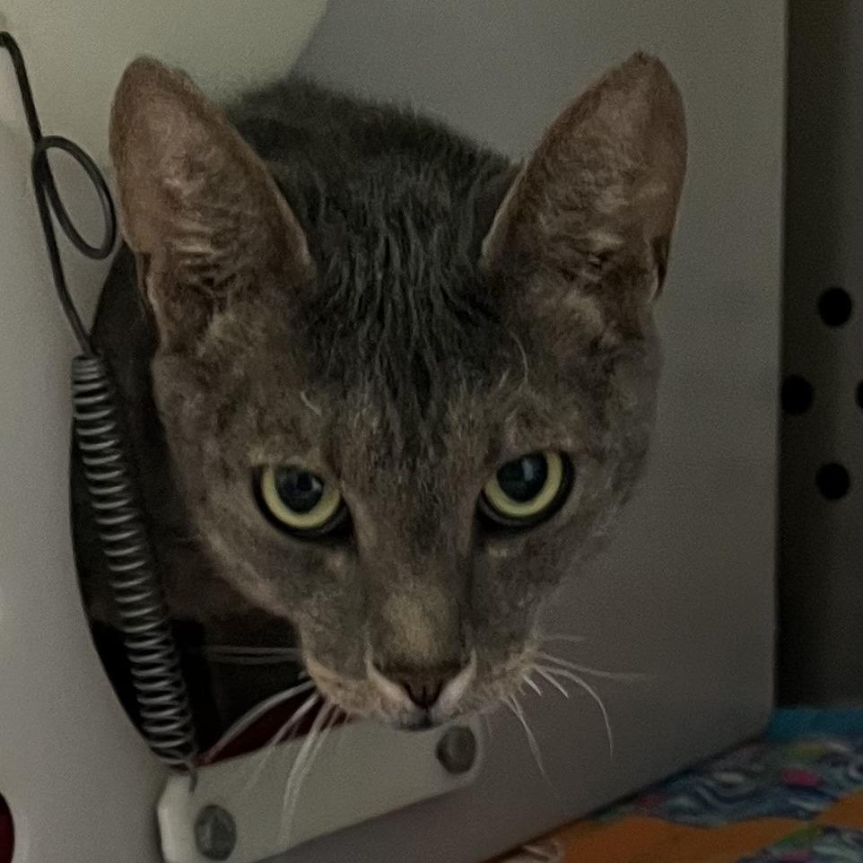 Ashes, Adoptable, Adult Male Domestic Short Hair.