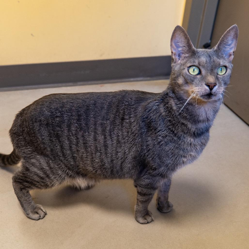 Enlarge Ashes, a Adoptable Domestic Short Hair in Baltimore, MD image 3/6