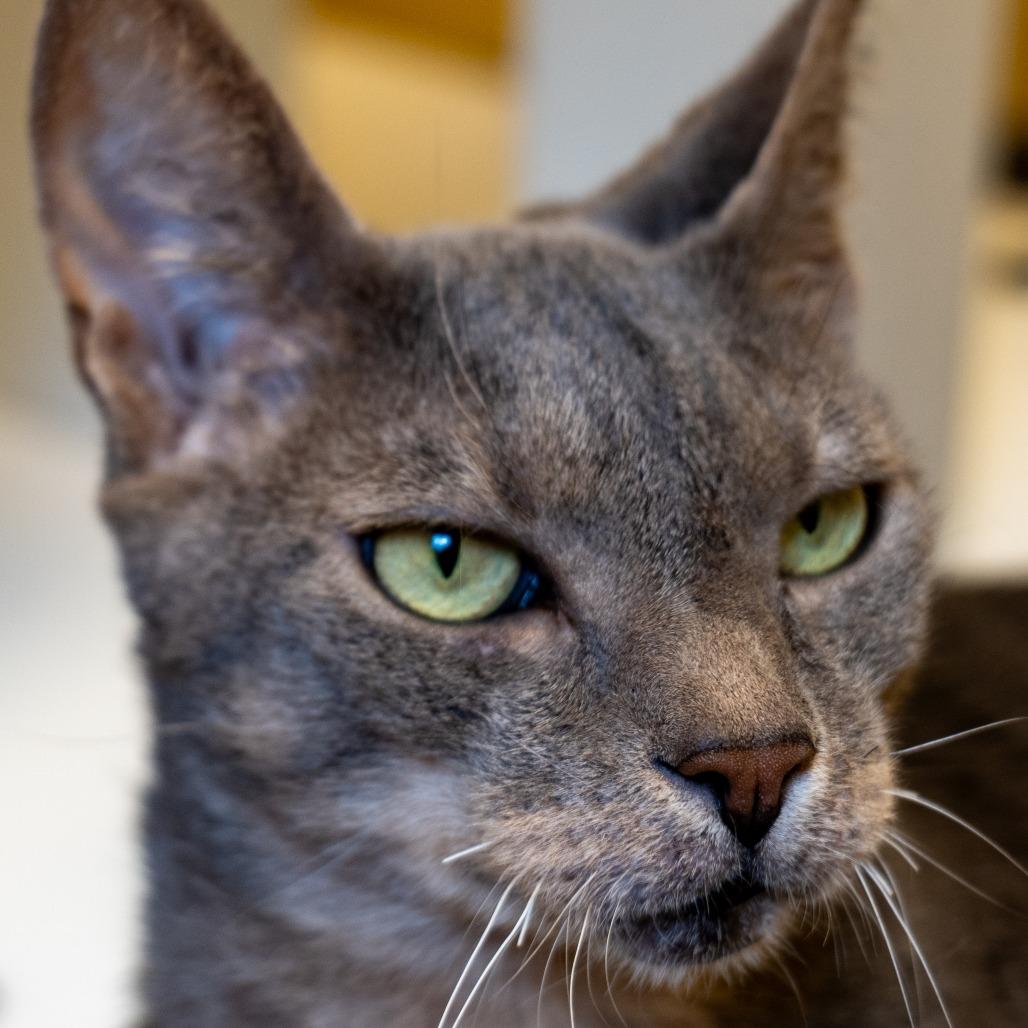 Enlarge Ashes, a Adoptable Domestic Short Hair in Baltimore, MD image 4/6