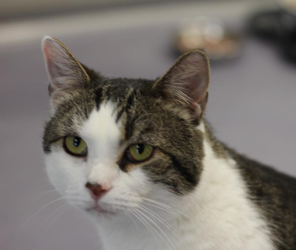 Sam, Adoptable, Adult Male Domestic Short Hair.