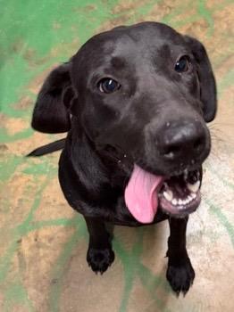 Enlarge Star 26, a Adoptable mixed breed in Brookhaven, MS image 1/4