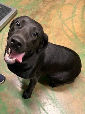 Enlarge Star 26, a Adoptable mixed breed in Brookhaven, MS image 2/4