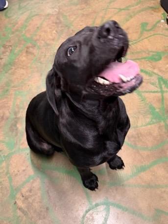 Enlarge Star 26, a Adoptable mixed breed in Brookhaven, MS image 3/4