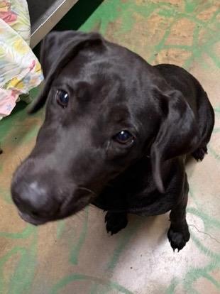 Enlarge Star 26, a Adoptable mixed breed in Brookhaven, MS image 4/4